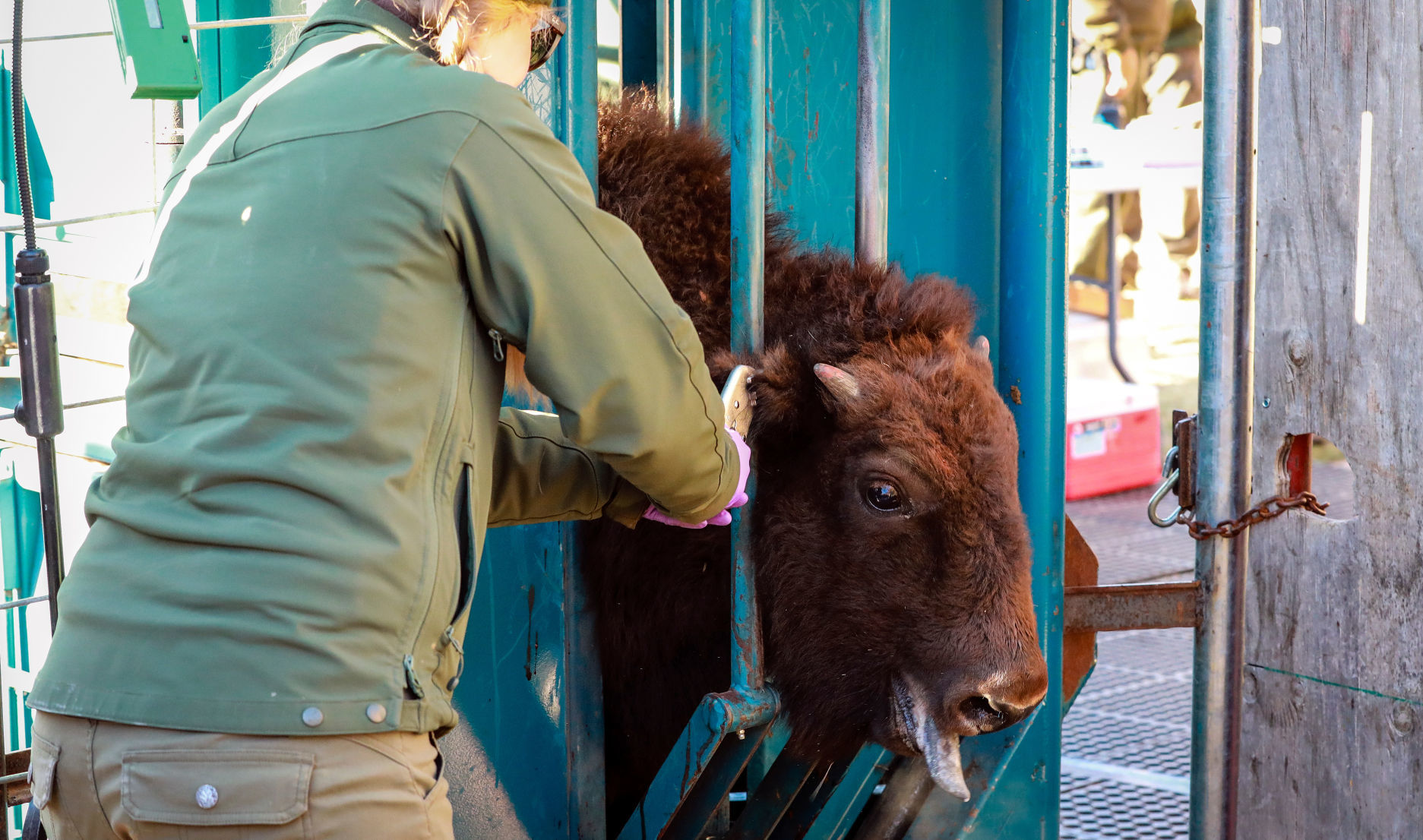Bison Round Up and Wind Cave National Park